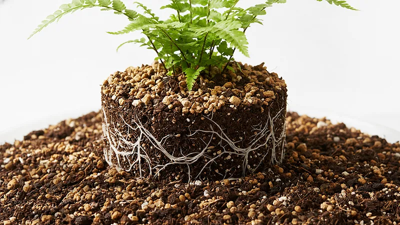 Excellent Aeration
